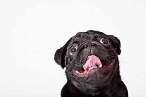 166273291-close-up-of-dogs-panting-face-gettyimages