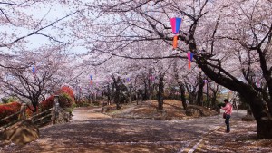 桜１